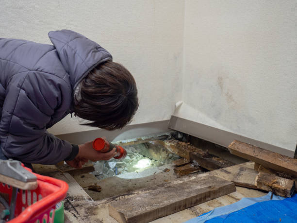 Biohazard Mold Removal in Shepherdsville, KY