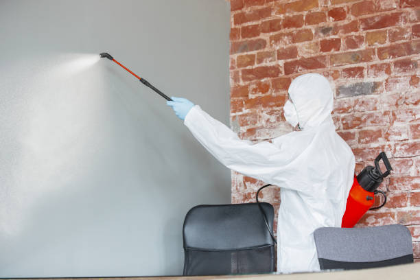 Best Basement Mold Removal  in Shepherdsville, KY