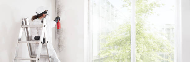 Best Real Estate Mold Inspection  in Shepherdsville, KY